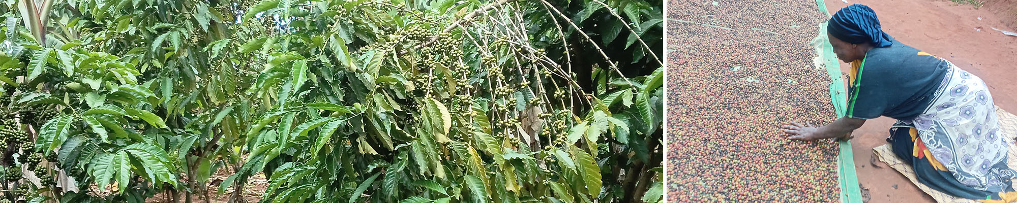 Coffee Value Chain Study in Tanzania 2025